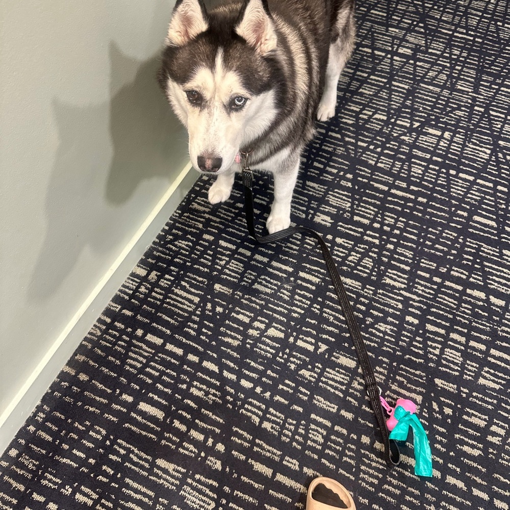 Black Dog Leash